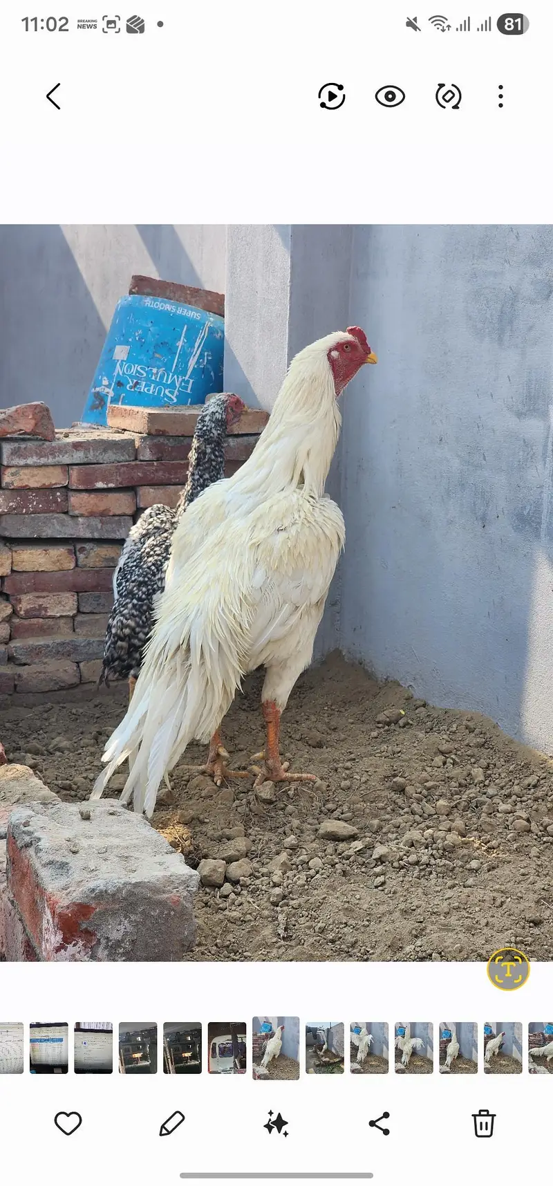 aseel shamo hens pair available — photo 5
