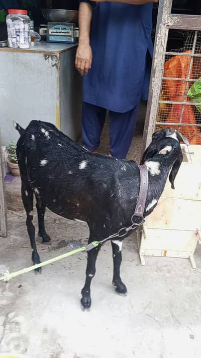 Goat Gabban /Milk /Bakri 03264196094