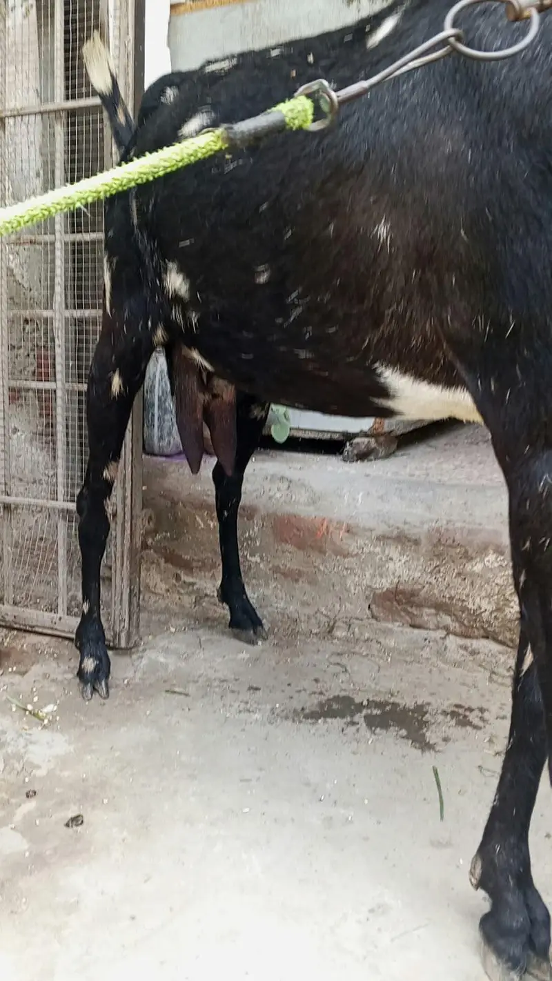 Goat Gabban /Milk /Bakri 03264196094 — photo 3