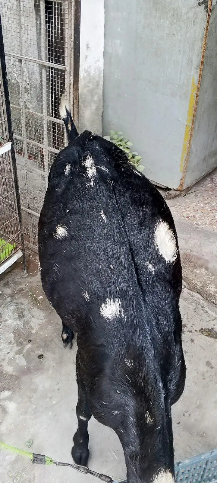 Goat Gabban /Milk /Bakri 03264196094 — photo 4
