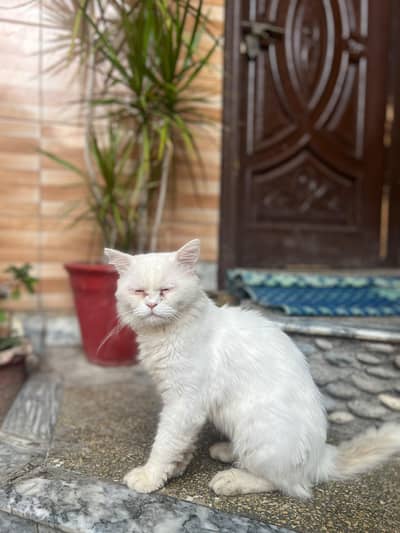 Persian cat different colours eyes