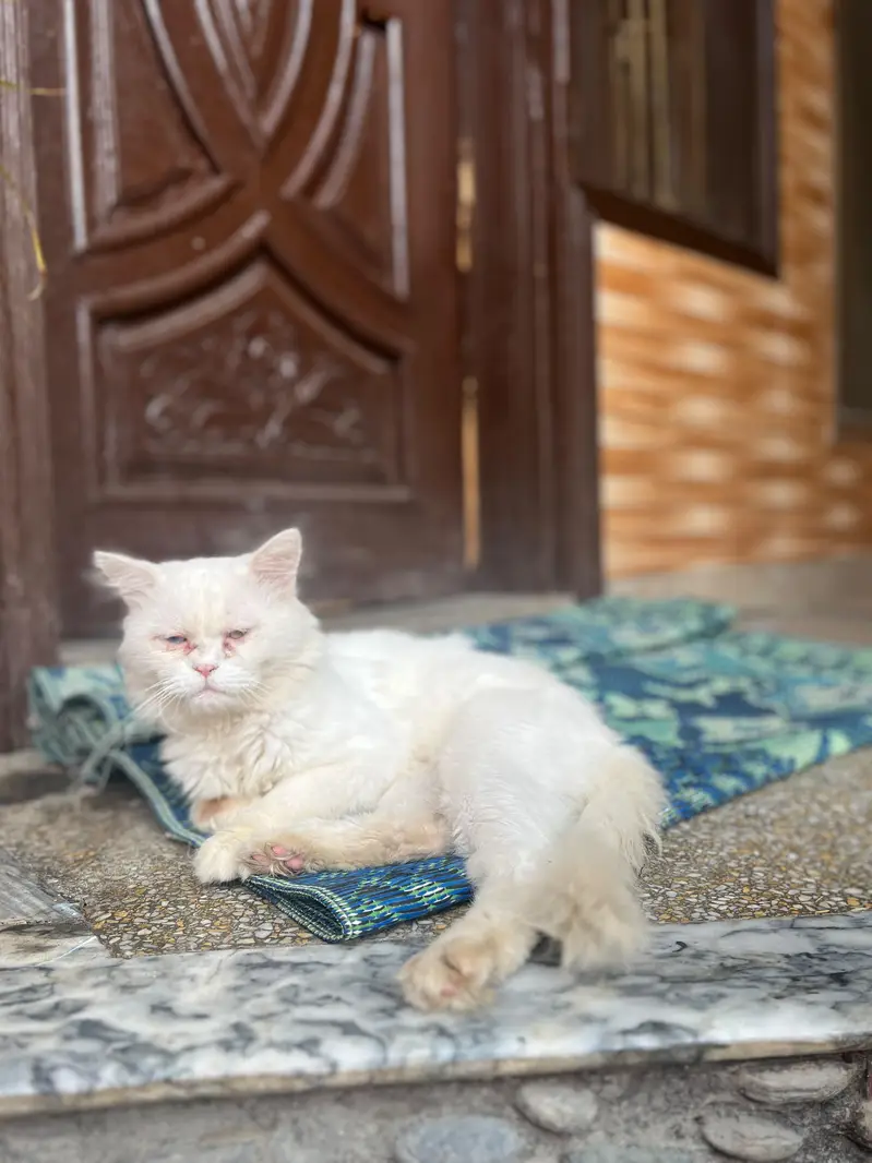 Persian cat different colours eyes — photo 2