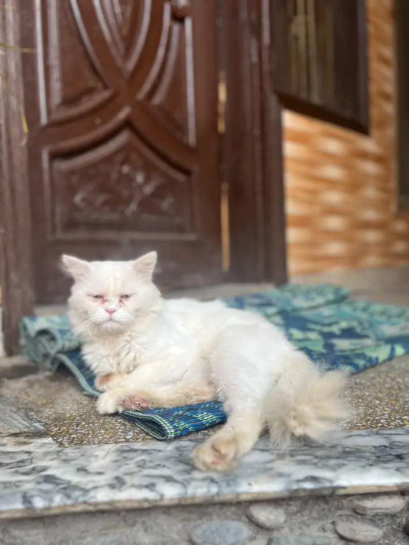 Persian cat different colours eyes — photo 3