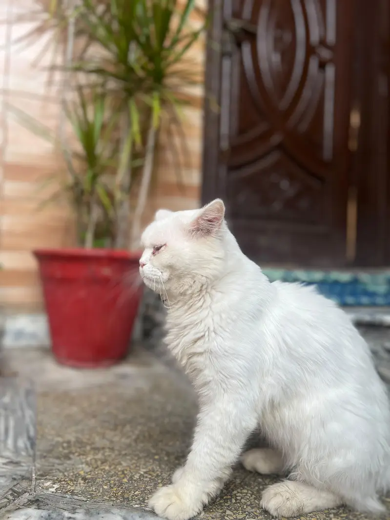 Persian cat different colours eyes — photo 4