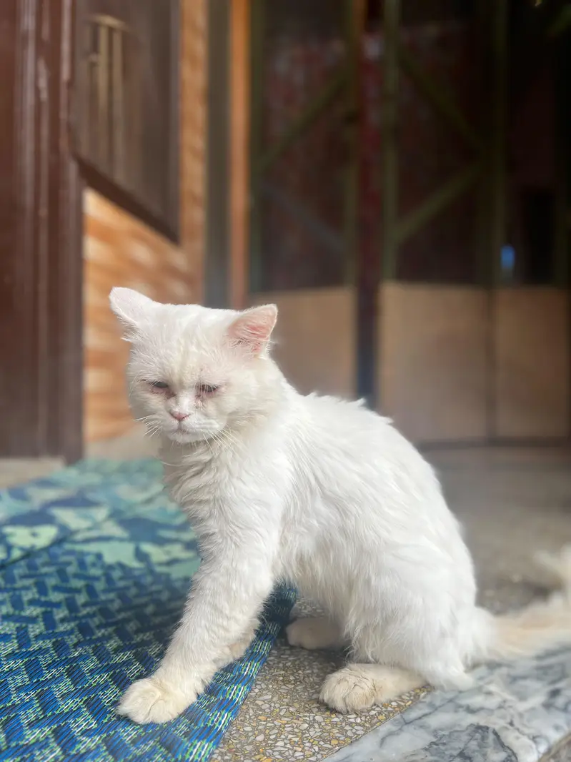 Persian cat different colours eyes — photo 5