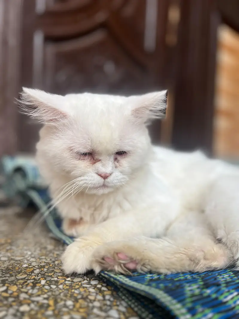 Persian cat different colours eyes — photo 6