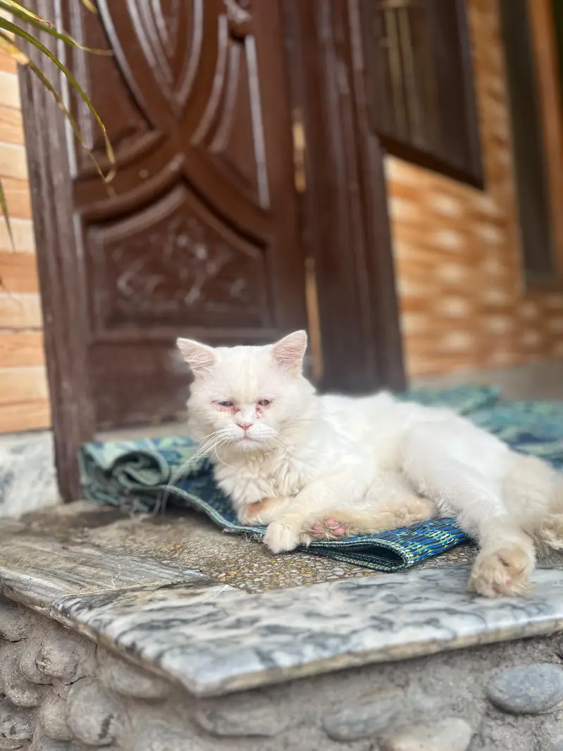 Persian cat different colours eyes — photo 7