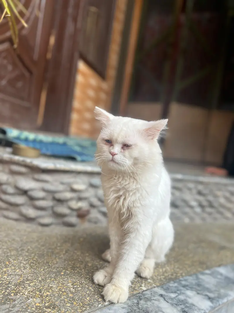 Persian cat different colours eyes — photo 8