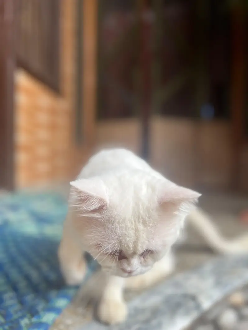 Persian cat different colours eyes — photo 9