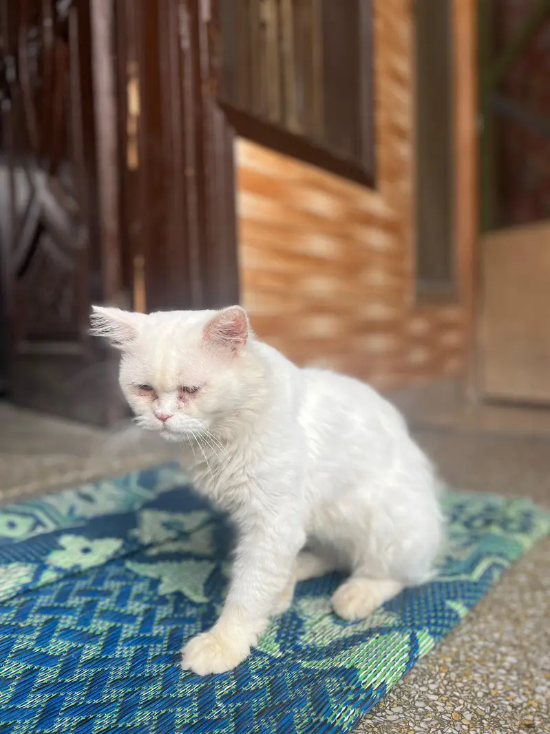 Persian cat different colours eyes — photo 10