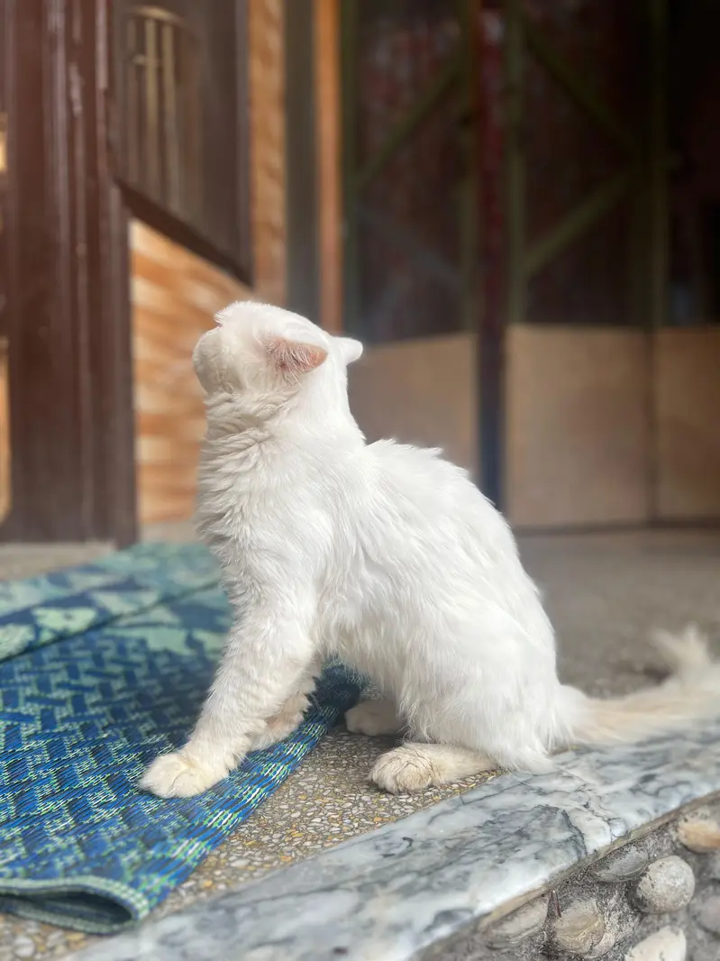 Persian cat different colours eyes — photo 11