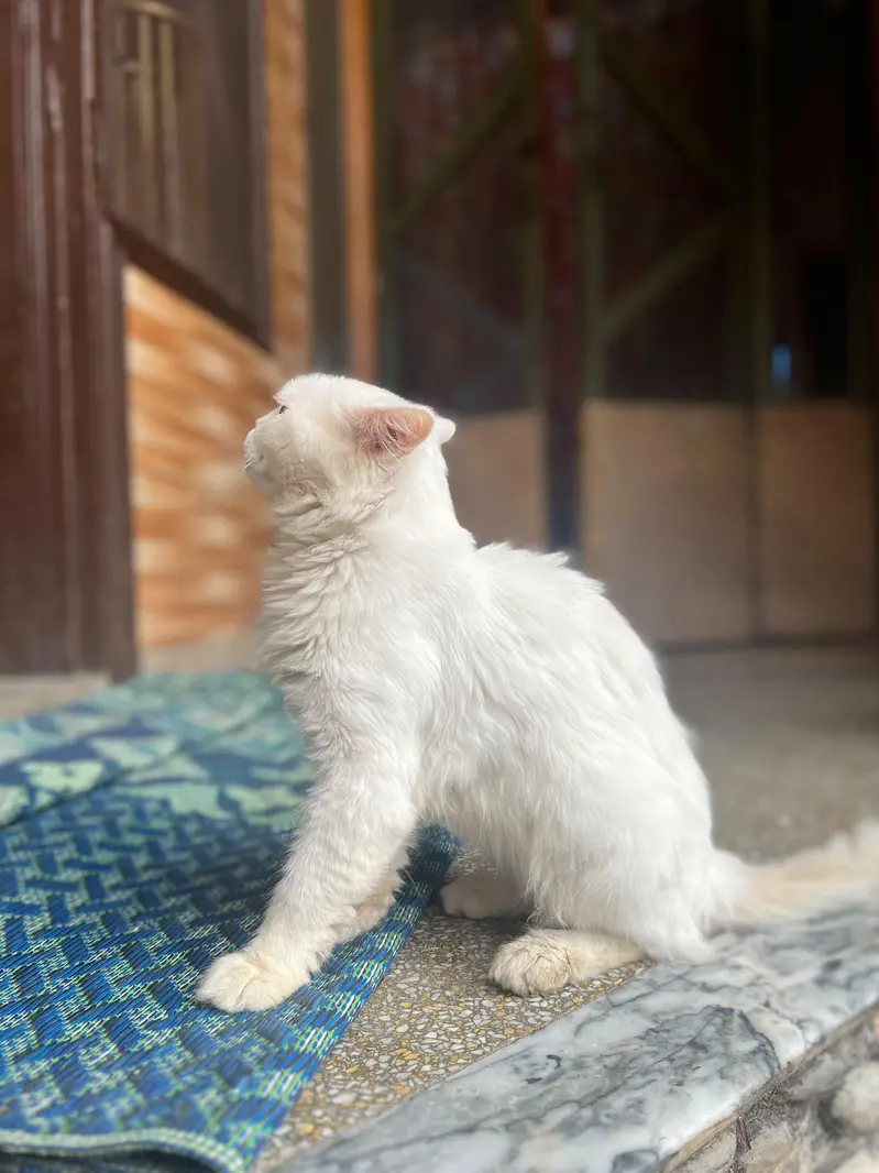 Persian cat different colours eyes — photo 12