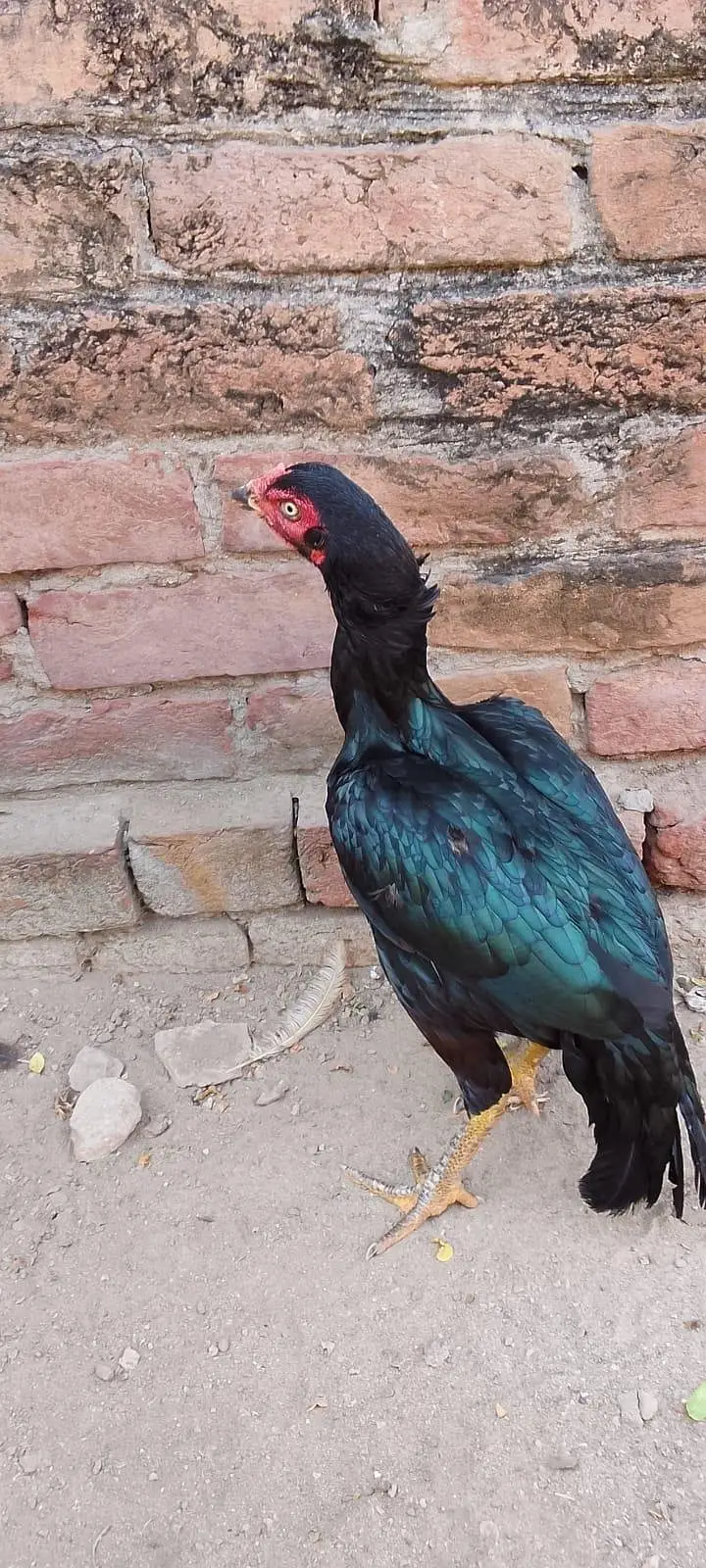 Aseel Madi Adult 9000 — photo 4