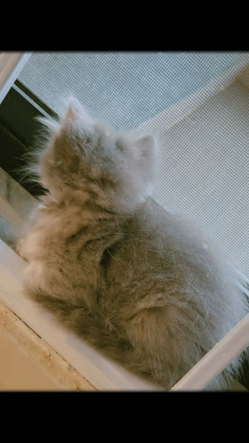 1.5 month old male kitten — photo 4