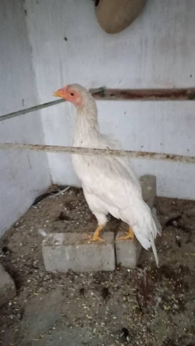 aseel mianwali