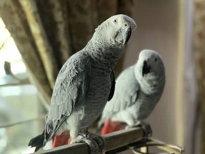 African Grey Pair