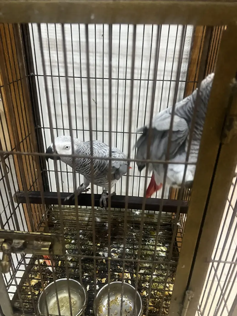 African Grey Pair — photo 2