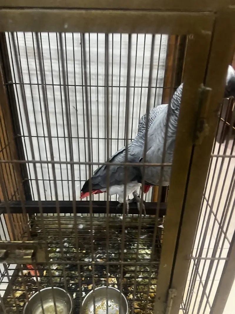 African Grey Pair — photo 3