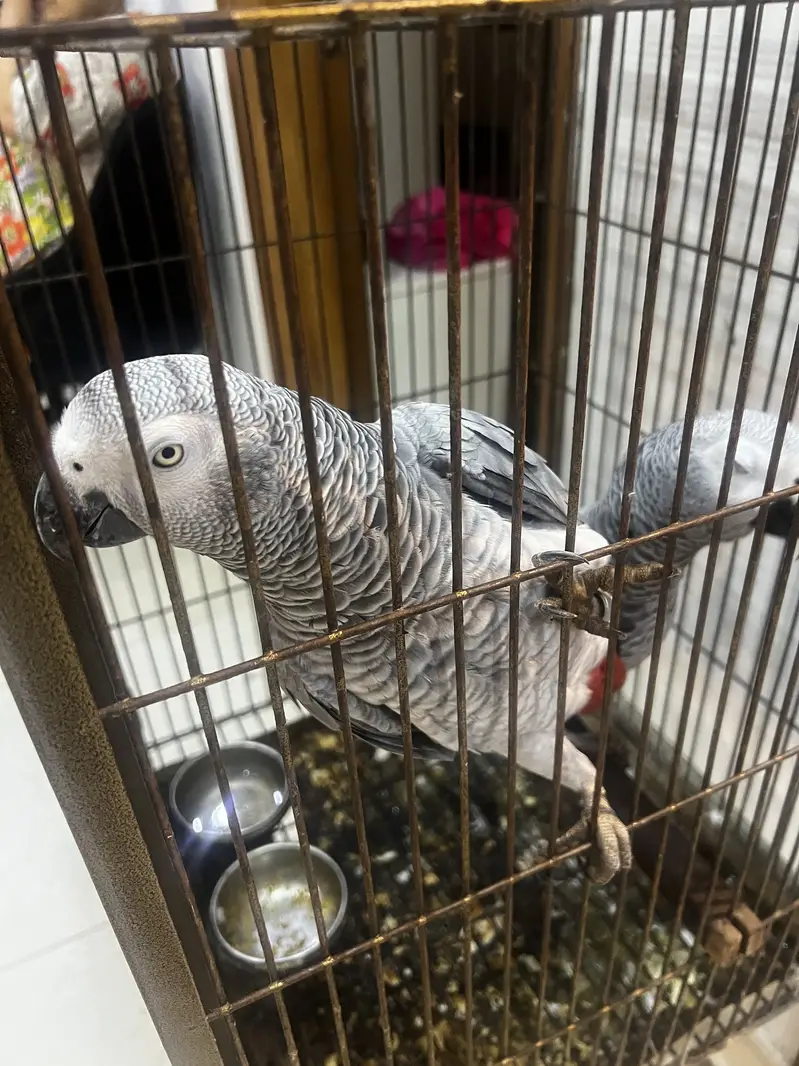 African Grey Pair — photo 4