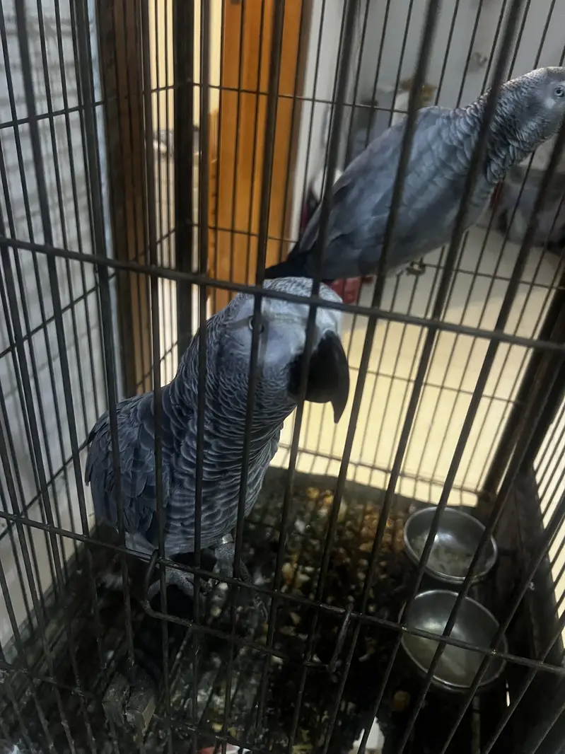 African Grey Pair — photo 5