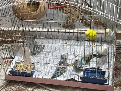 Australian Parrot / Budgies for sale