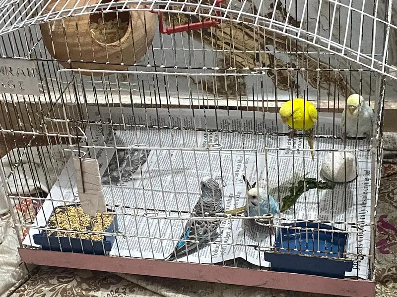 Australian Parrot / Budgies for sale — photo 3