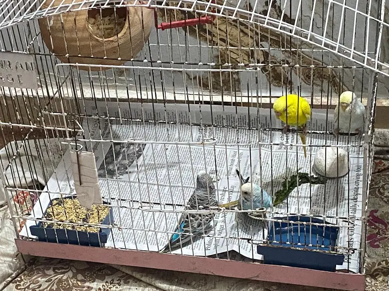 Australian Parrot / Budgies for sale — photo 4