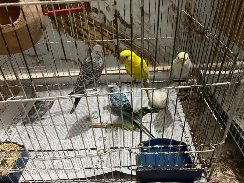 Australian Parrot / Budgies for sale — photo 5