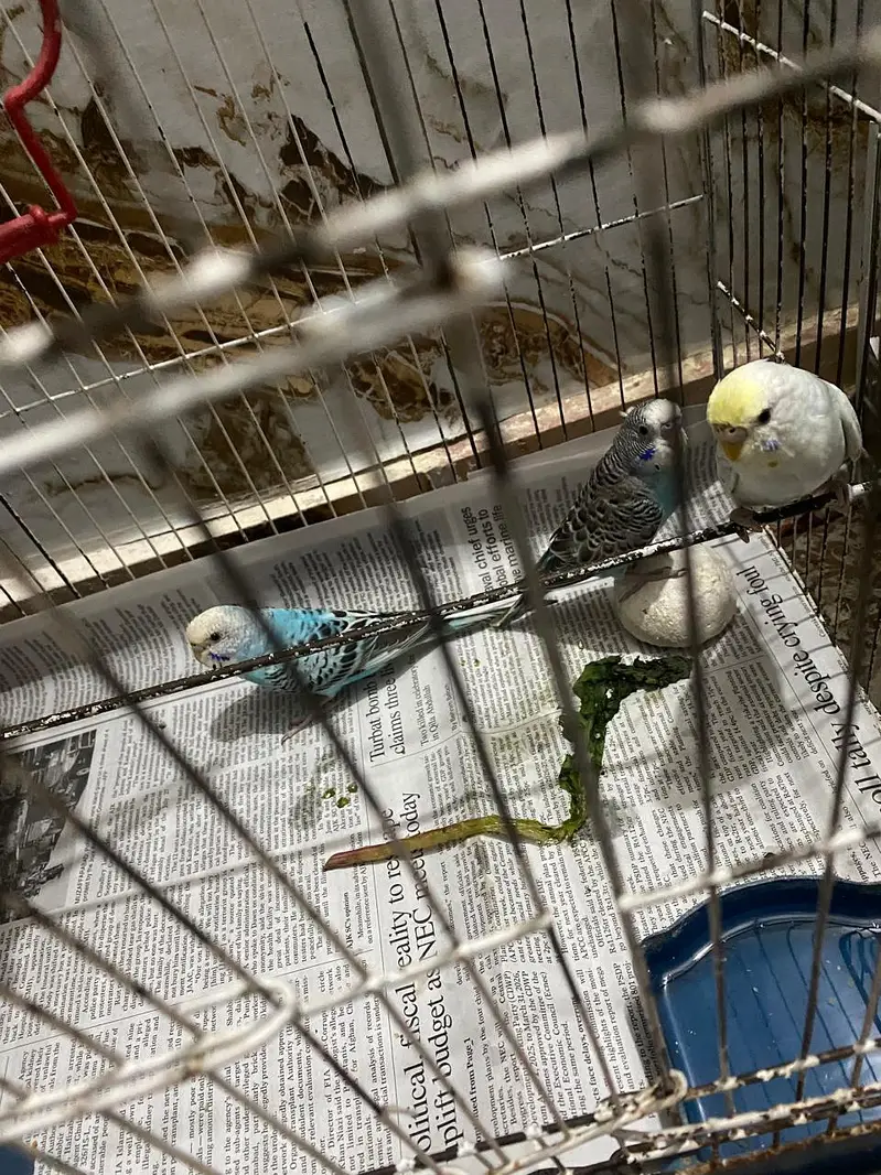 Australian Parrot / Budgies for sale — photo 6