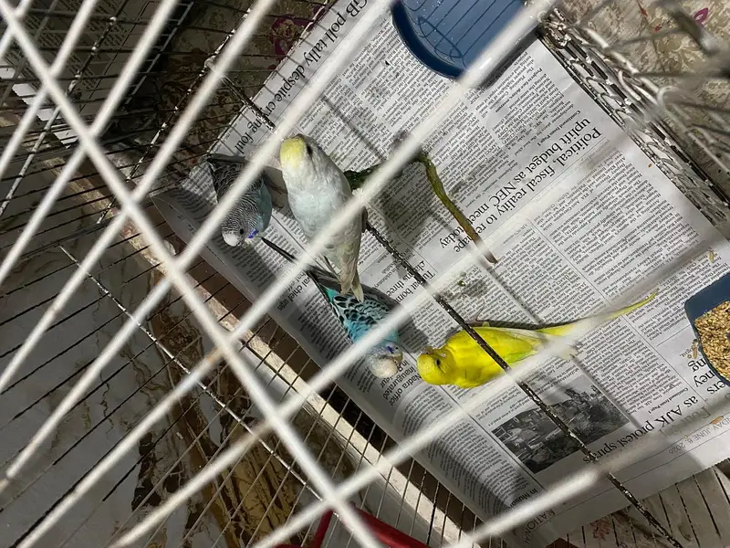 Australian Parrot / Budgies for sale — photo 8