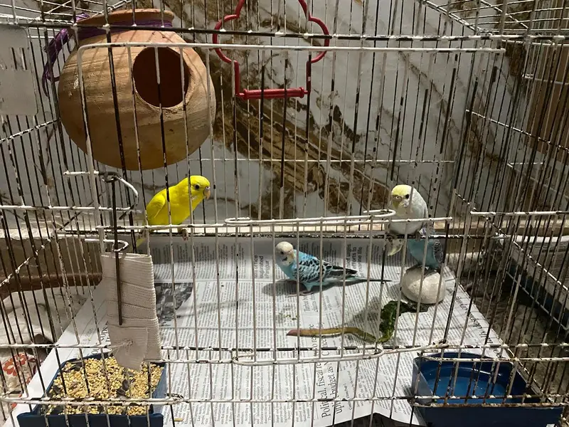Australian Parrot / Budgies for sale — photo 9