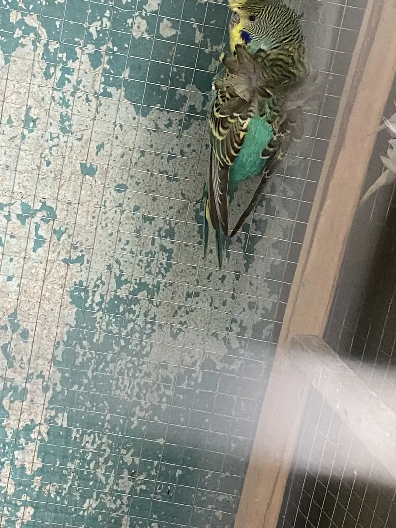 Hogoromo Beeeder Males — photo 2