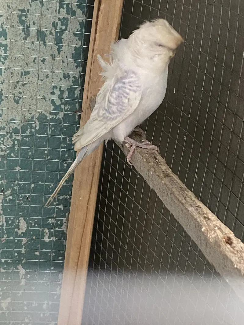 Hogoromo Beeeder Males — photo 3