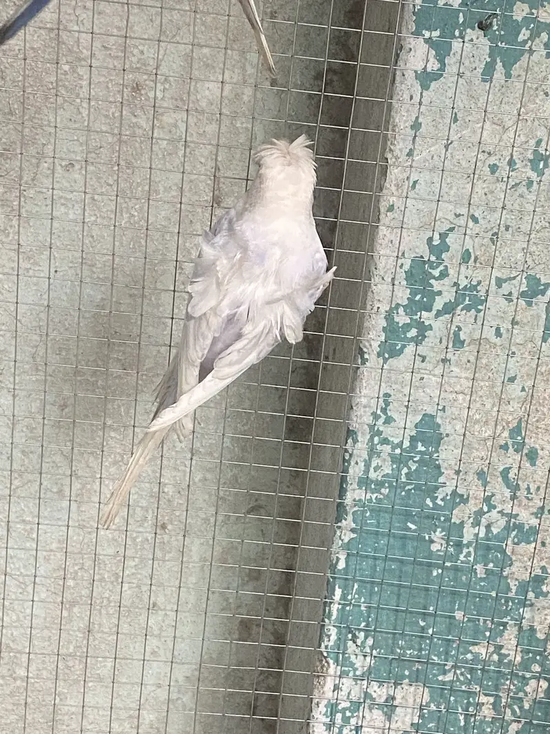 Hogoromo Beeeder Males — photo 4
