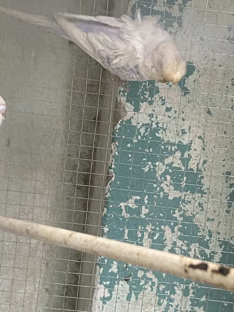 Hogoromo Beeeder Males — photo 5