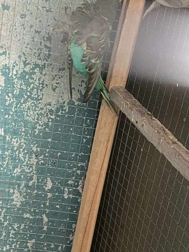 Hogoromo Beeeder Males — photo 7