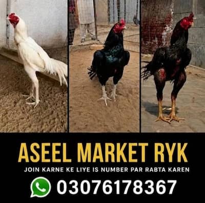 03076178367