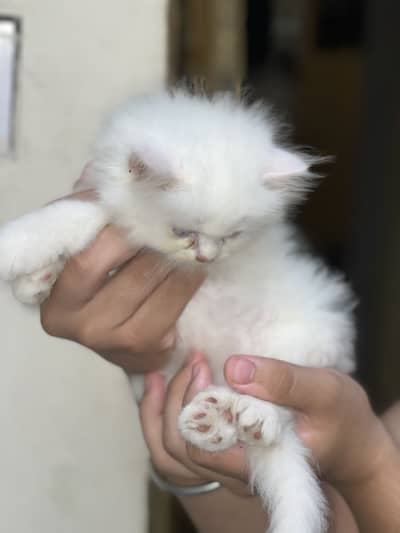 persian triple coad
