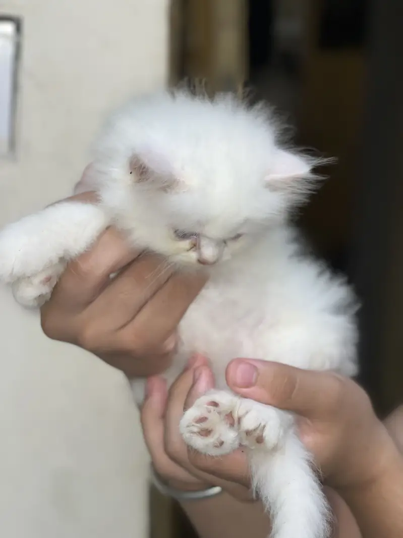 persian triple coad — photo 4
