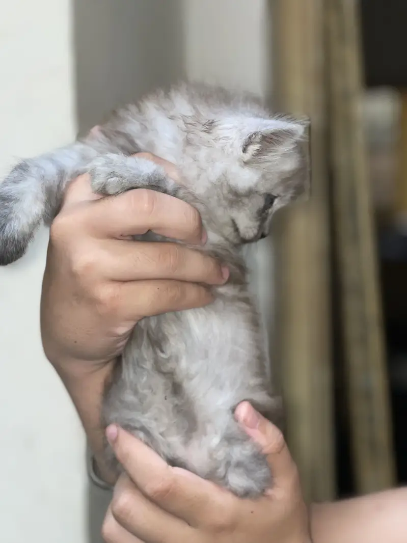 persian triple coad — photo 2