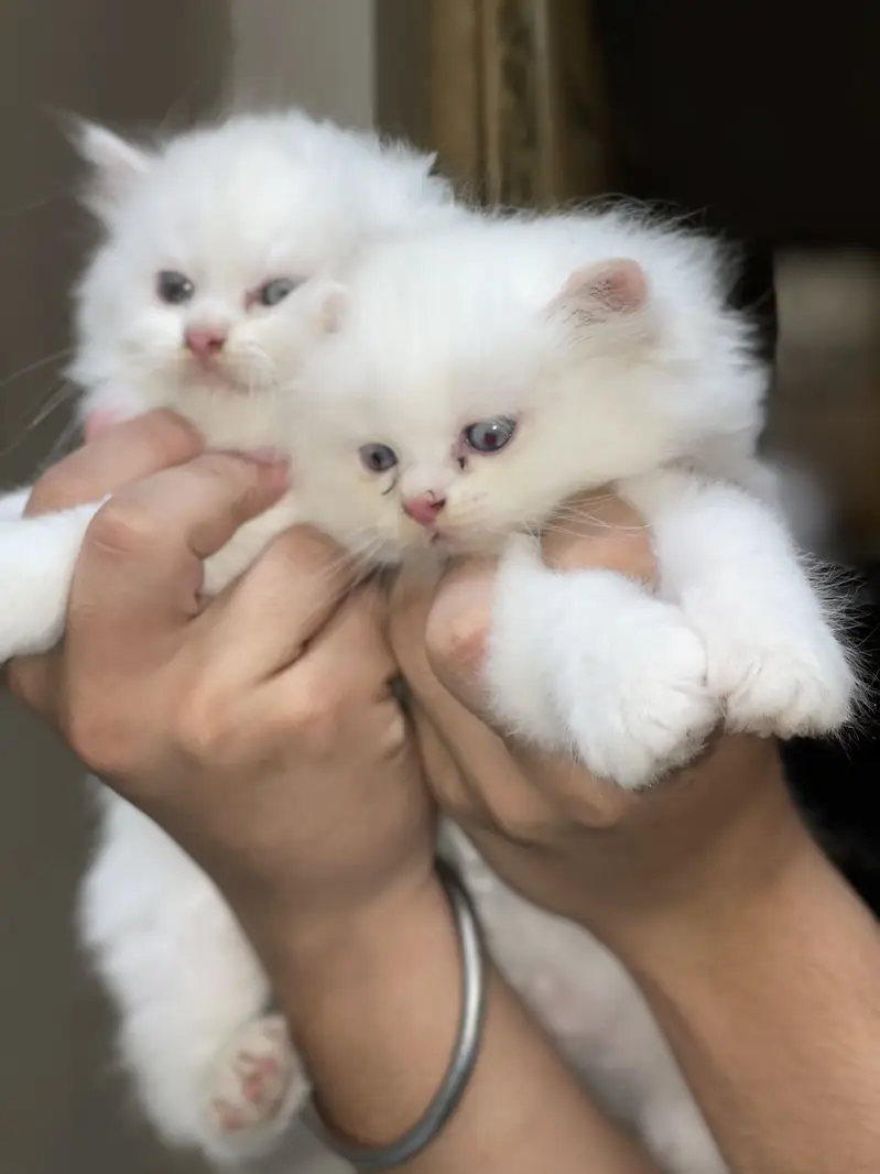 persian triple coad — photo 3