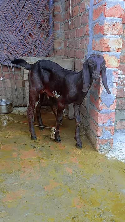 بکرا 
