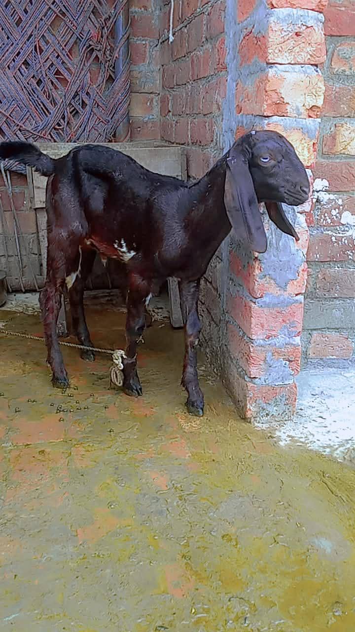 Desi Bakra | Goat | 3 Month bakra | بکرا | goat For sale 1