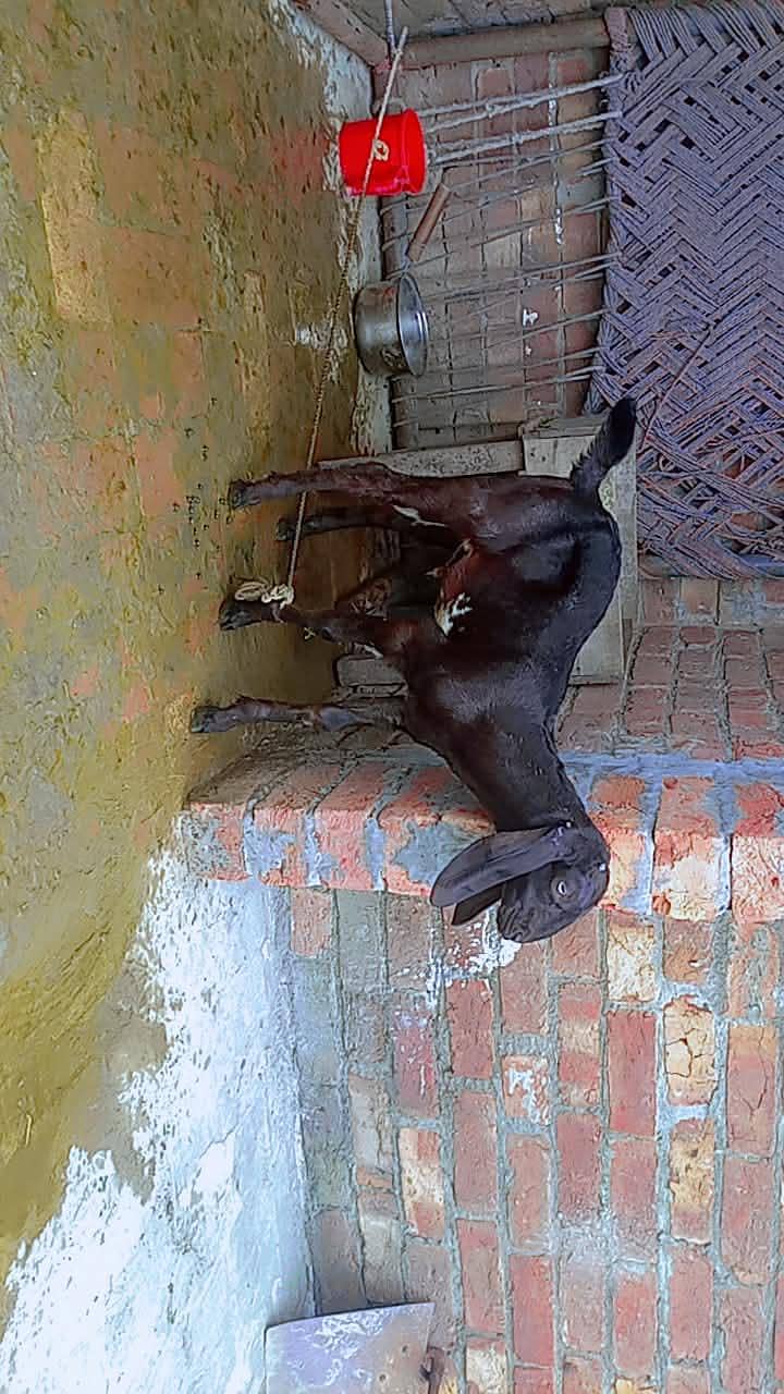Desi Bakra | Goat | 3 Month bakra | بکرا | goat For sale 2