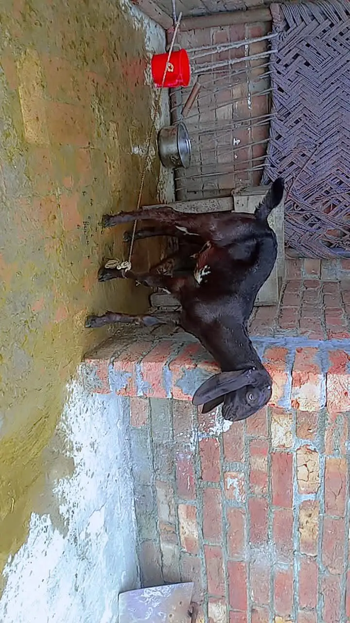 Desi Bakra | Goat | 3 Month bakra | بکرا | goat For sale — photo 3
