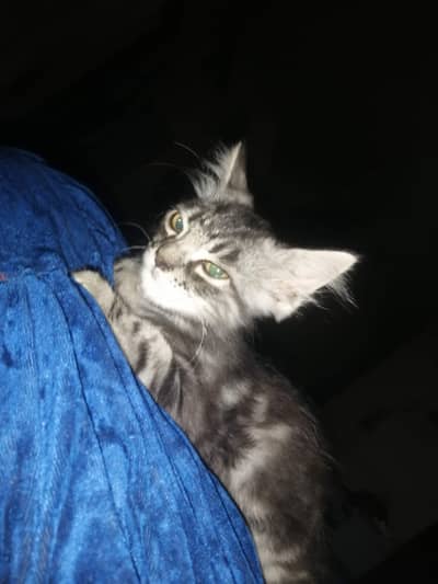 cat masshall cbirian nasal