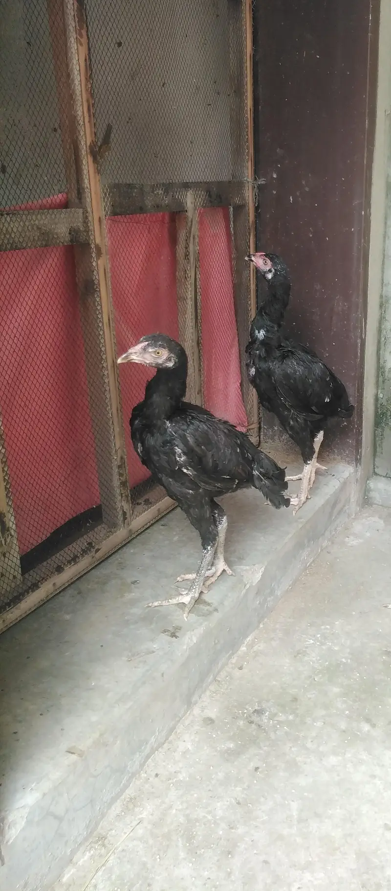 Read ad ASEEL THAI CROSS 1 PATHA 2 PATHIYA — photo 2