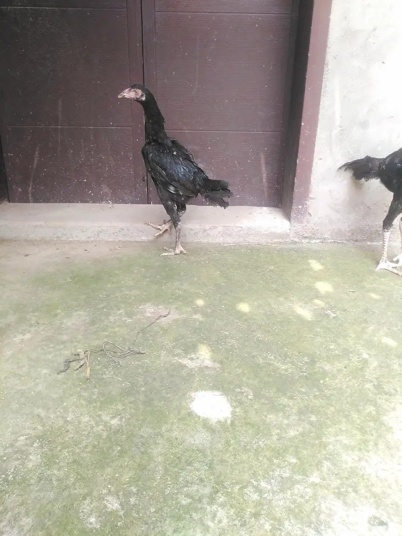 Read ad ASEEL THAI CROSS 1 PATHA 2 PATHIYA — photo 3