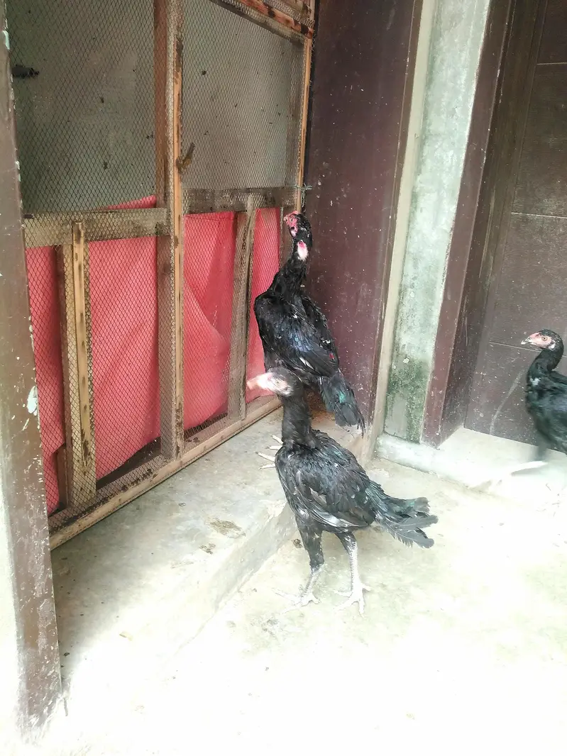 Read ad ASEEL THAI CROSS 1 PATHA 2 PATHIYA — photo 6