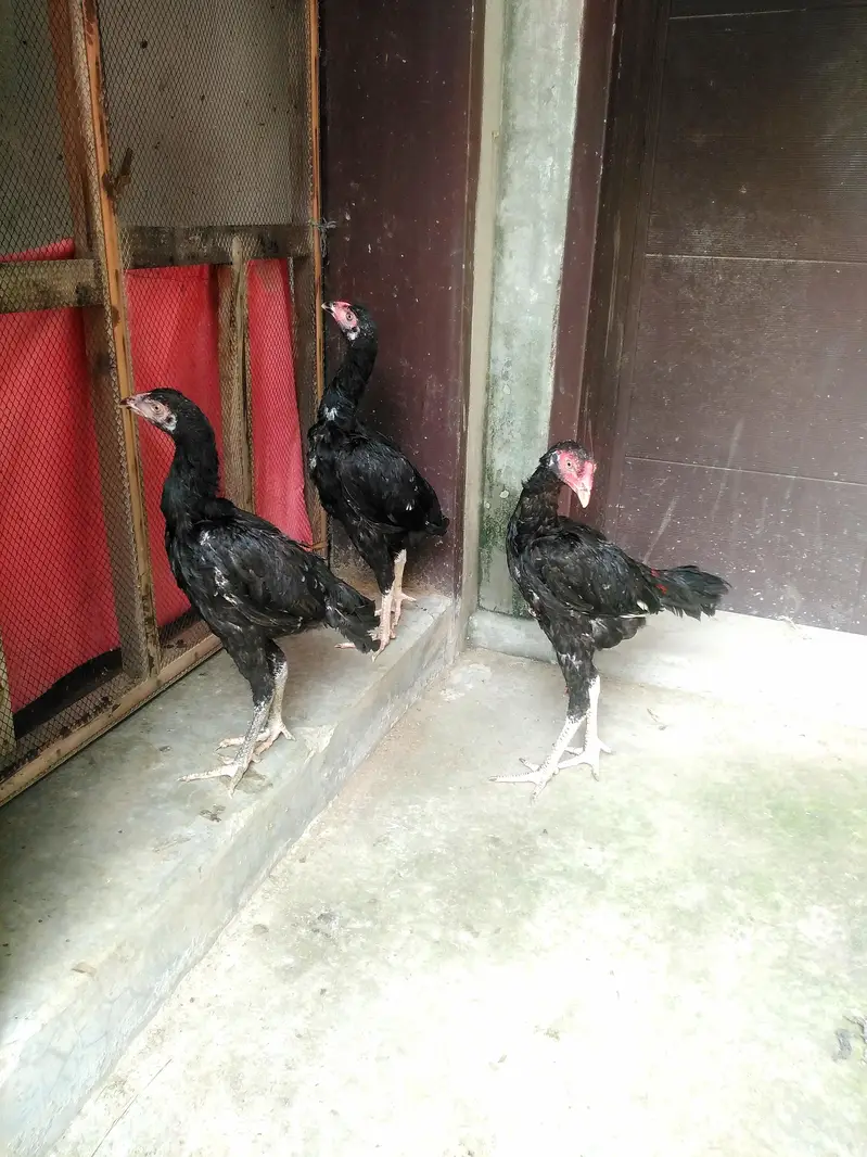 Read ad ASEEL THAI CROSS 1 PATHA 2 PATHIYA — photo 7